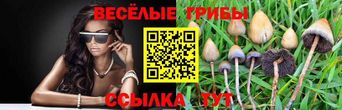 Псилоцибиновые грибы Psilocybine cubensis Сафоново